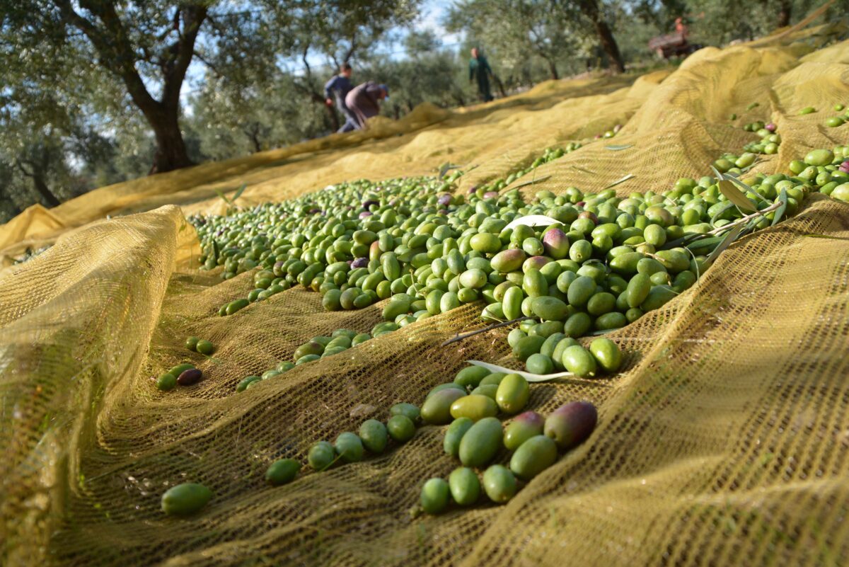 Raccolta delle olive nell'uliveto pugliese - immagine 1