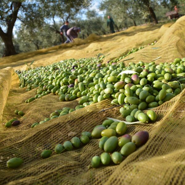 Raccolta delle olive nell'uliveto pugliese